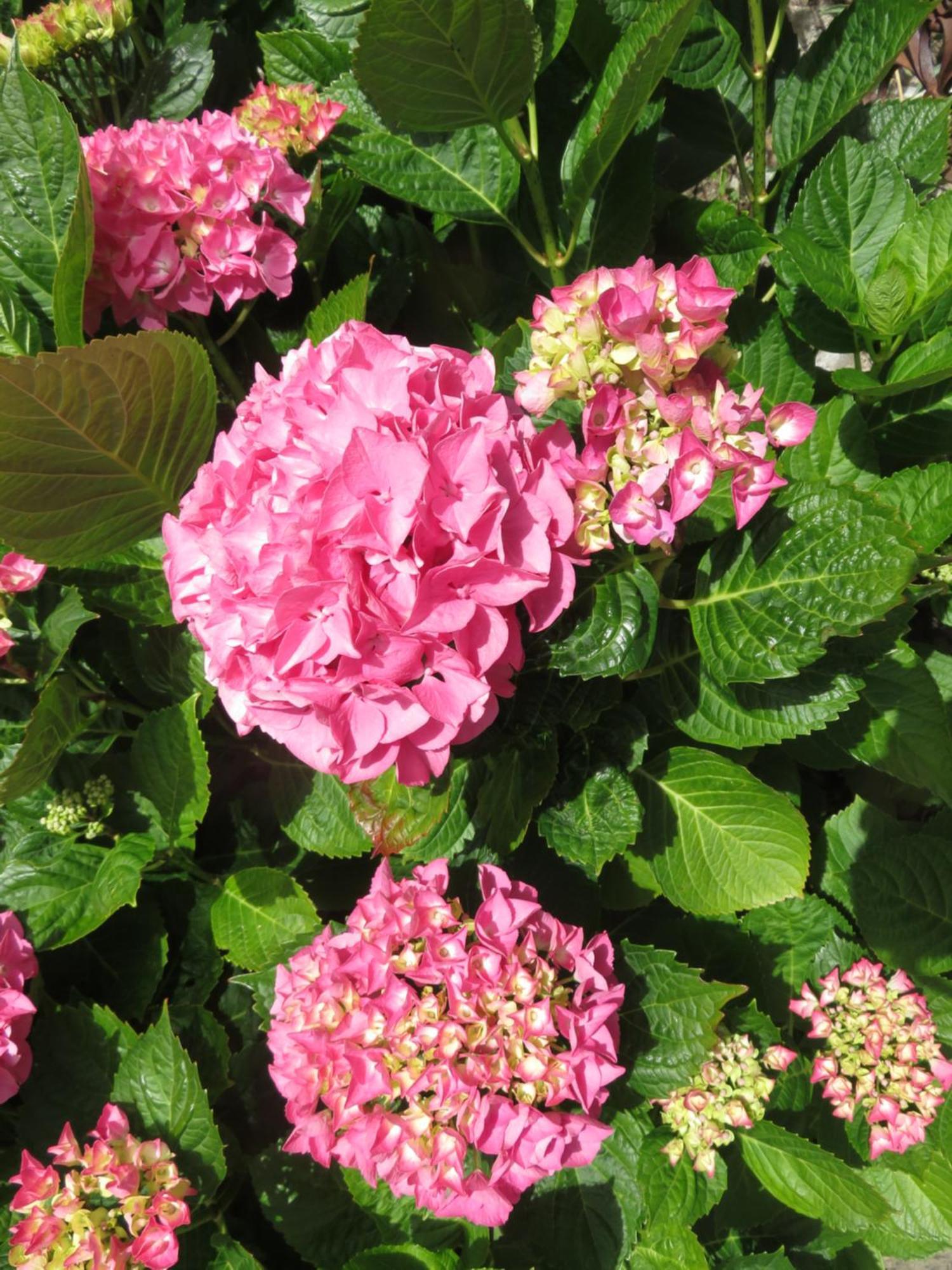 مبيت وإفطار Pleudihen-sur-Rance Le Jardin A Mordreuc المظهر الخارجي الصورة